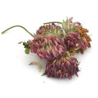 Red Clover 1/2 Oz. (Trifolium pratense)